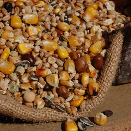 25 Kg Avoine Nourrissante Pour Chevaux, Oiseaux Sauvages, Poules Et Pigeons - Céréales Naturelles