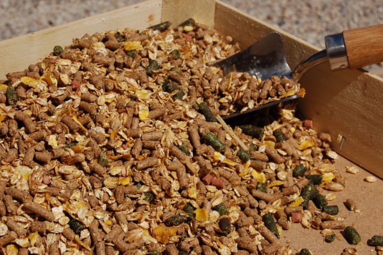 Alimentation humide Fleischeslust Cheval 800 gr main image 1