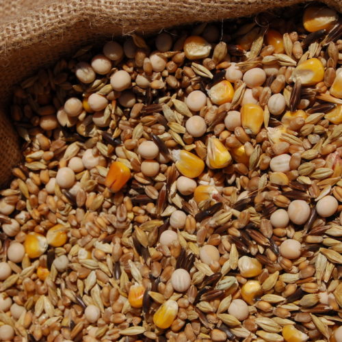 Aliments, graines et céréales pour animaux de Wadicourt — free download
