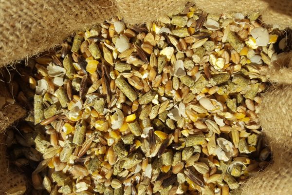 Mélange de céréales laminées pour poules pondeuses dans un sac en toile de jute